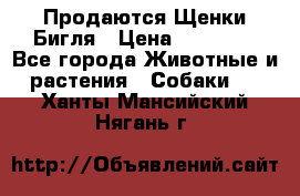 Продаются Щенки Бигля › Цена ­ 35 000 - Все города Животные и растения » Собаки   . Ханты-Мансийский,Нягань г.